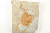 Fossil Leaf (Davidia) - Montana #203559-1
